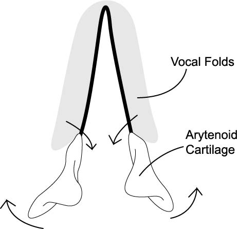 Vocal Folds