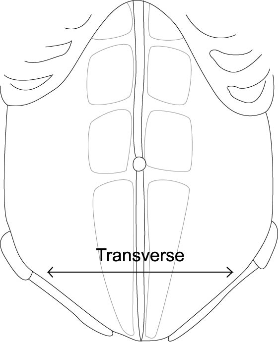 Breath Support - Transversus Abdominus Crunches
